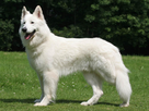 https://image.noelshack.com/fichiers/2021/10/4/1615503170-berger-blanc-suisse.jpg