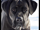 https://image.noelshack.com/fichiers/2021/10/4/1615503254-tete-cane-corso.jpg