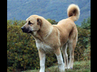 https://image.noelshack.com/fichiers/2021/10/4/1615503381-armenian-gampr-dog.jpg