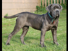 https://image.noelshack.com/fichiers/2021/10/5/1615503830-mastiff-napolitain-debout.jpg