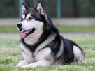 https://image.noelshack.com/fichiers/2021/10/5/1615504026-malamute-de-l-alaska.jpg