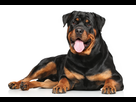 https://image.noelshack.com/fichiers/2021/10/5/1615504026-rottweiler-1.jpg