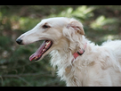 https://image.noelshack.com/fichiers/2021/10/5/1615504324-borzoi-breed.jpg