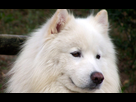 https://image.noelshack.com/fichiers/2021/10/5/1615504658-samoyede-1-105500.jpg