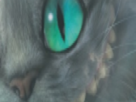 https://image.noelshack.com/fichiers/2021/10/6/1615646002-16-n6cp7bbr.png