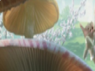 https://image.noelshack.com/fichiers/2021/10/6/1615646033-38-n6cp7bbr.png