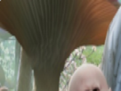 https://image.noelshack.com/fichiers/2021/10/6/1615646034-46-n6cp7bbr.png