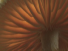https://image.noelshack.com/fichiers/2021/10/6/1615646097-29-n6cp7bbr.png