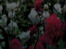 https://image.noelshack.com/fichiers/2021/10/6/1615646097-79-n6cp7bbr.png