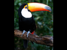 https://image.noelshack.com/fichiers/2021/10/6/1615672056-ramphastos-toco-1.jpg