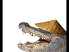 https://image.noelshack.com/fichiers/2021/11/2/1615912441-alligator.png