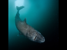 https://image.noelshack.com/fichiers/2021/11/3/1616001260-oconnor-strange-gruesome-story-greenland-shark.jpg