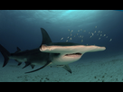 https://image.noelshack.com/fichiers/2021/11/3/1616001340-great-hammerhead2.jpg
