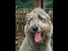 https://image.noelshack.com/fichiers/2021/11/5/1616112396-17-1-irish-wolfhound.jpg