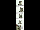 https://image.noelshack.com/fichiers/2021/11/6/1616247169-1551958093-1452371852-1441565773-immunity-cat.jpg