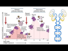 https://image.noelshack.com/fichiers/2021/12/1/1616433222-differences-between-primary-and-secondary-immune-response-1.jpg