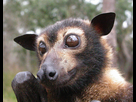 https://image.noelshack.com/fichiers/2021/12/2/1616508403-1024px-csiro-scienceimage-3220-spectacled-flying-fox.jpg