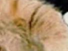 https://image.noelshack.com/fichiers/2021/12/3/1616617870-33-79md92sm.png