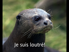 https://image.noelshack.com/fichiers/2021/12/4/1616706694-je-suis-loutre.png