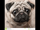 https://image.noelshack.com/fichiers/2021/13/2/1617135800-puppy-ugly-face-pug-breed-close-up-111799006.jpg