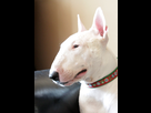 https://image.noelshack.com/fichiers/2021/13/2/1617136550-bull-terrier-personnalite.jpg