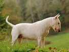 https://image.noelshack.com/fichiers/2021/13/2/1617136556-bull-terrier.jpg