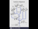 https://image.noelshack.com/fichiers/2021/13/4/1617288547-evolution-des-elephants-illustration-2begdbt.jpg