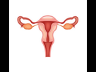 https://image.noelshack.com/fichiers/2021/14/1/1617655872-59045-37665468-stock-vector-female-reproductive-system-vector-illustration.jpg