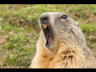 https://image.noelshack.com/fichiers/2021/14/5/1617925300-groundhog-2.jpg