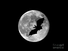 https://image.noelshack.com/fichiers/2021/14/6/1618036162-bat-moon-al-powell-photography-usa-2.jpg