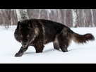 https://image.noelshack.com/fichiers/2021/15/1/1618250494-minnesota-black-wolf-1.jpg