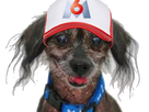 https://image.noelshack.com/fichiers/2021/15/1/1618261164-chien-chinois-2-casquette.png