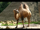 https://image.noelshack.com/fichiers/2021/15/2/1618325272-290px-bactrian-camel.jpg