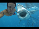 https://image.noelshack.com/fichiers/2021/15/2/1618344907-selfie-requin-casse-croute.png