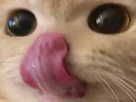 https://image.noelshack.com/fichiers/2021/15/2/1618347331-chat.png