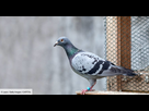 https://image.noelshack.com/fichiers/2021/15/3/1618409906-un-pigeon-breton-vaut-une-veritable-fortune-1377665.jpg