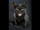 https://image.noelshack.com/fichiers/2021/15/5/1618587948-female-black-domestic-kitten-yellow-eyes-studio-background-hissing-cat-meow-western-history-cats-have-typically-been-128519233.jpg