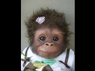 https://image.noelshack.com/fichiers/2021/16/2/1618901150-18-most-innocent-and-cute-baby-monkeys.jpg