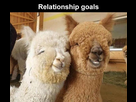 https://image.noelshack.com/fichiers/2021/16/3/1619020328-relationship-goals-two-adorable-alpacas-brown-and-white-posing-together-like-a-couple.jpeg