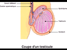 https://image.noelshack.com/fichiers/2021/16/5/1619205118-cancer-testicule-anatomie.gif