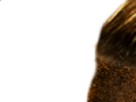 https://image.noelshack.com/fichiers/2021/17/3/1619644758-1-mcw6201w.png
