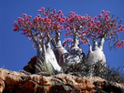 https://image.noelshack.com/fichiers/2021/17/7/1619914449-socotra-island-in-yemen-2.jpg