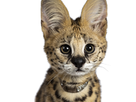 https://image.noelshack.com/fichiers/2021/18/5/1620384000-potitserval.png