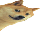 https://image.noelshack.com/fichiers/2021/19/4/1620919399-shiba2.png