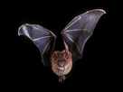 https://image.noelshack.com/fichiers/2021/19/5/1621007956-bats-structures-organs-sound-frequencies-signals-contexts.jpg
