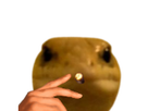 https://image.noelshack.com/fichiers/2021/19/6/1621100500-1609512061-leonard2.png