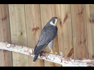 https://image.noelshack.com/fichiers/2021/20/4/1621545796-breeding-scottish-peregrine-falcon-640w.jpg