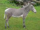 https://image.noelshack.com/fichiers/2021/20/7/1621743164-1200px-zebra-zoo-leipzig.jpg