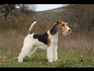 https://image.noelshack.com/fichiers/2021/21/3/1621984479-fox-terrier-scaled.jpeg