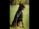 https://image.noelshack.com/fichiers/2021/21/3/1621984617-doberman-pinscher-369789.jpg